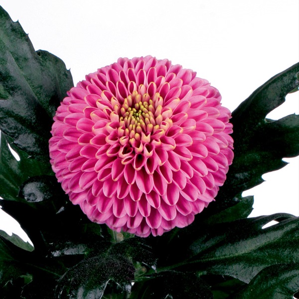 Chrys Disbud Zodiac Lilac Disbuds/Mums Chrysanthemum Flowers by category Sierra Flower